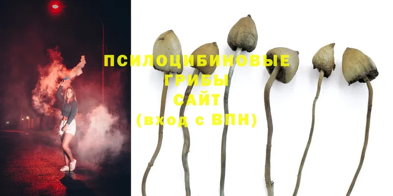 Псилоцибиновые грибы Magic Shrooms  как найти   Белорецк 